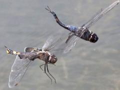 (Black Saddlebags) hovering tandem separated