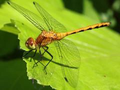 (White-faced Meadowhawk) male teneral