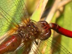 (Autumn Meadowhawk) tandem