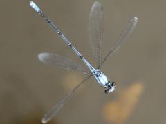 (Powdered Dancer) male hovering