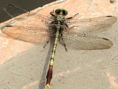 (Jade Clubtail) male dorsal