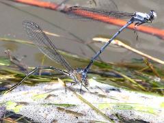 (Powdered Dancer) hover guarded ovipositing