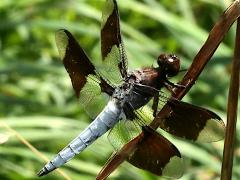 (Common Whitetail) male pruinose