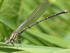 (Blue-tipped Dancer) male teneral