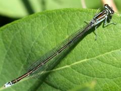 (Stream Bluet) female