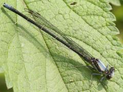 (Powdered Dancer) male teneral