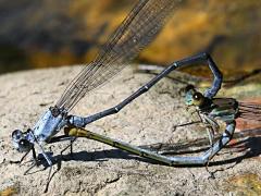 (Powdered Dancer) mating wheel