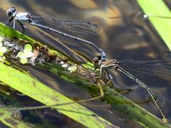 (Powdered Dancer) ovipositing