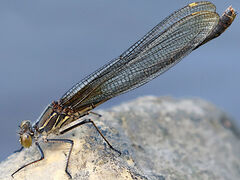 (American Rubyspot) female copper form