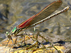 (American Rubyspot) female green form