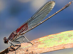 American Rubyspot male perching on Giant Bur-Reed