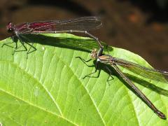 (American Rubyspot) tandem