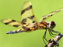 (Halloween Pennant) female