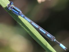 (Familiar Bluet) male