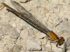 (Powdered Dancer) female brown form