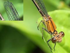 (Powdered Dancer) female head wings