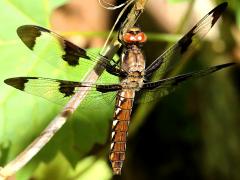 (Common Whitetail) female