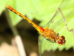 (White-faced Meadowhawk) female flying dorsal