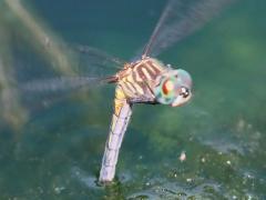 (Blue Dasher) female hovering ovipositing