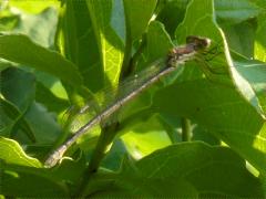 Spotted Spreadwing female on Gray Dogwood