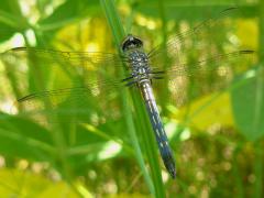 (Blue Dasher) male teneral