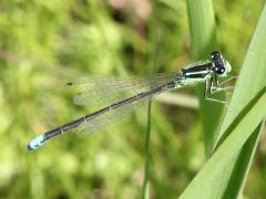 (Eastern Forktail) male