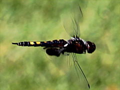 (Black Saddlebags) female flying