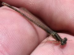 (Eastern Forktail) male teneral