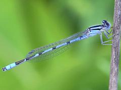 (Familiar Bluet) male