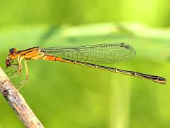 (Eastern Forktail) female teneral eating