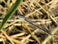 (Tule Bluet) female