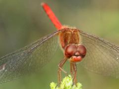 (Autumn Meadowhawk) male face