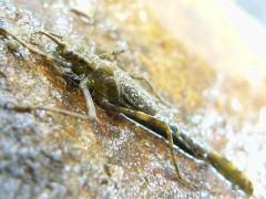 (Broad-winged Damselfly) larva