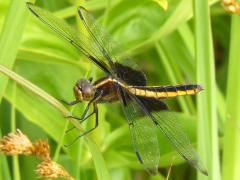 (Widow Skimmer) female