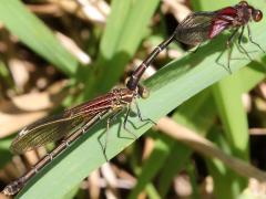 (American Rubyspot) tandem