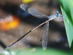 (Slender Spreadwing) male