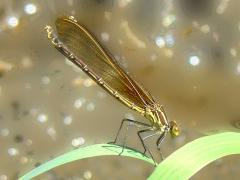 (American Rubyspot) female