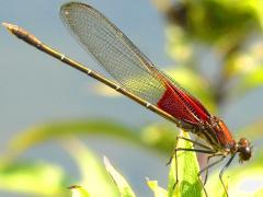 (American Rubyspot) male