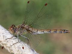 (Common Darter) female lateral