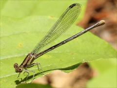 (Blue-fronted Dancer) female