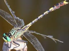 (Unicorn Clubtail) male frontal