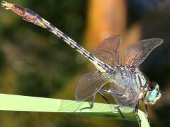 (Unicorn Clubtail) male lateral