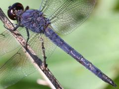 (Slaty Skimmer) male left