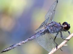 (Slaty Skimmer) male right