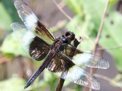 (Widow Skimmer) male