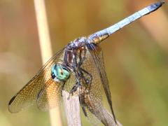 (Blue Dasher) male