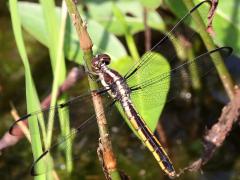 (Slaty Skimmer) female dorsal