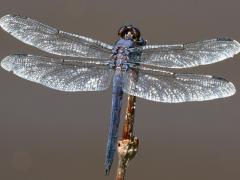 (Slaty Skimmer) male dorsal