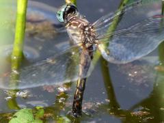 (Blue Dasher) female ovipositing