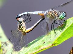 (Blue Dasher) mating wheel